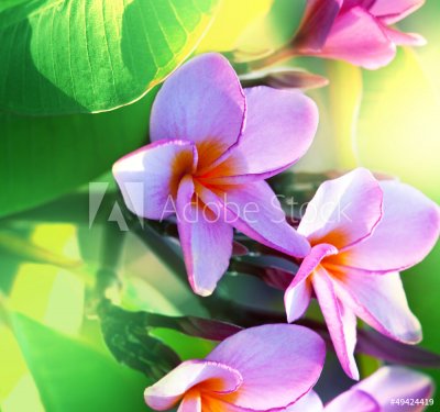 Hawaiian flowers - 901139468