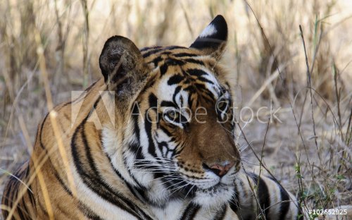 Head shot of a Tiger taken from the back of an elephant - 901147543