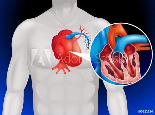 Heart disease diagram in detail