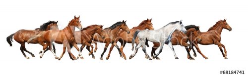 Herd of wild horses running isolated on white