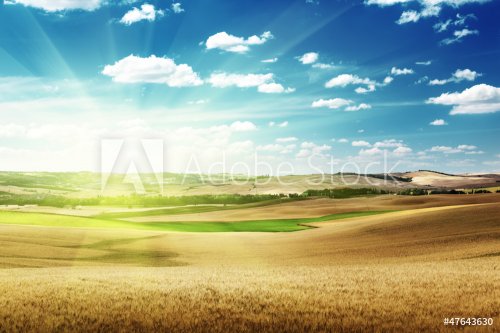 hills of barley in Tuscany, Italy - 901049385