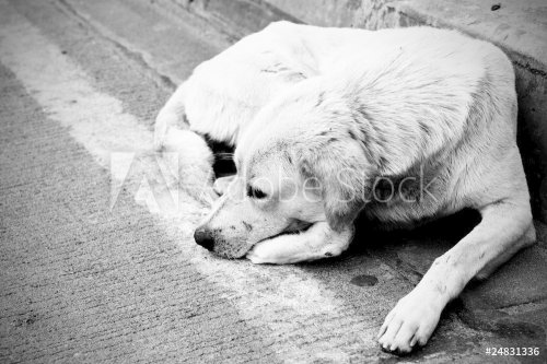 Homeless stray dog - 900292056