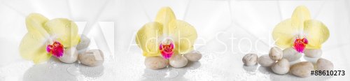 Horizontal panorama with yellow orchids on a wet glass. - 901144964