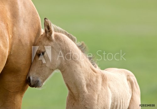 Horse and colt - 900008283