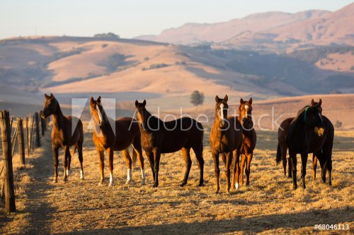 horse herd - 901144323