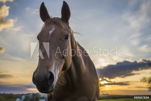 Horse in fields at sunset with beautiful sky, Cornwall, UK