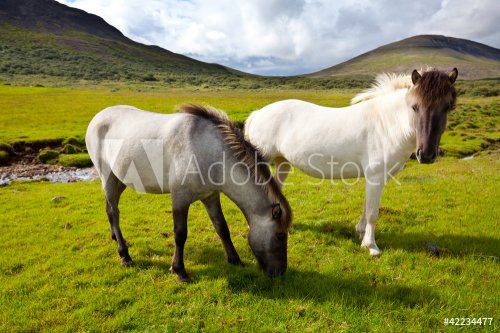 Horse in Iceland - 900437059