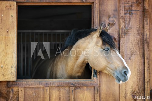 Horse in stable - 901144312