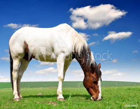 horse in the meadow - 900458880