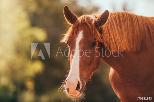 horse in the paddock, Outdoors - 901144294