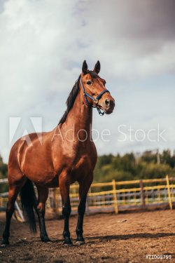 horse in the paddock, Outdoors, rider - 901144298