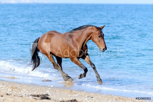 Horse in the water - 901154334