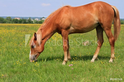 Horse on a summer pasture - 900437058