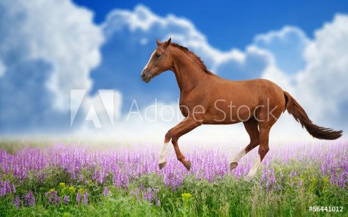 Horse on green field - 901154350