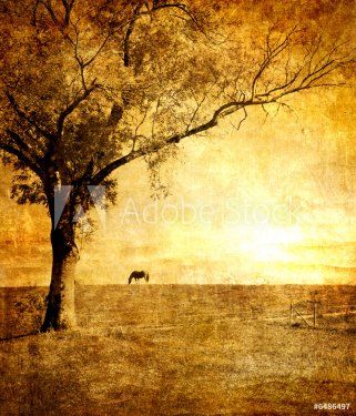 horse on sunset - toned picture in retro style - 900458781