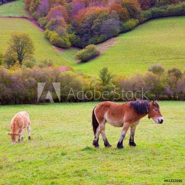 Horses and cows grazing in Pyrenees meadows at Spain - 901141277