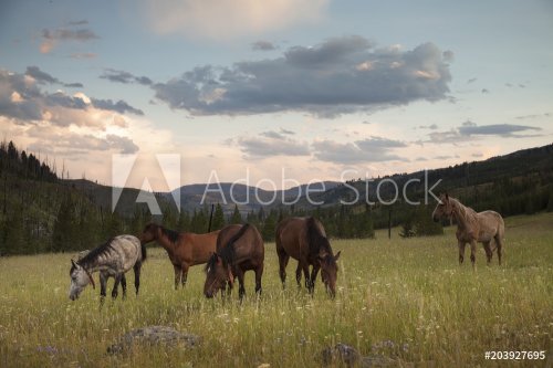Horses in a Meadow - 901151489