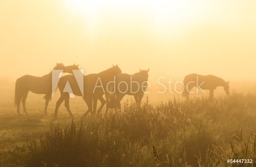 Horses in the fog