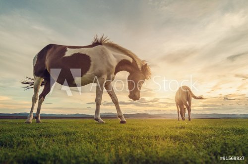 Horses on the field grass with sunset vintage tone