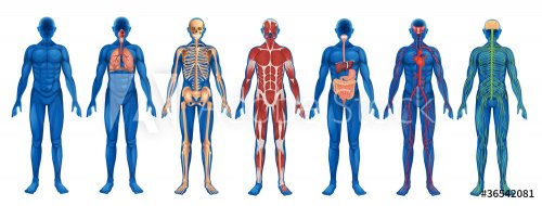 Human Body Systems - 901145749
