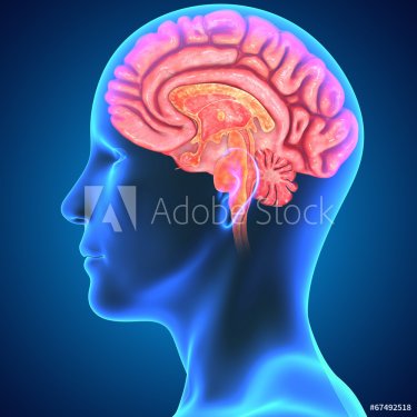 Human Brain - 901145770