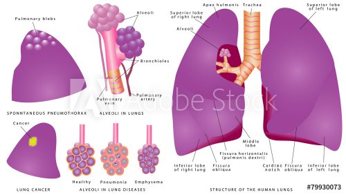 Human pulmonary system