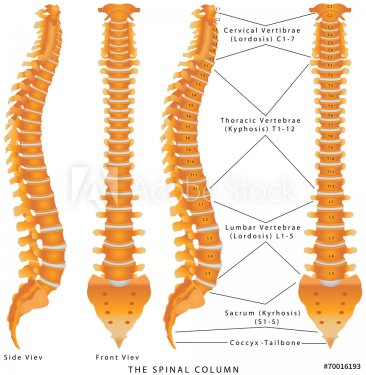 Human spine from side and back