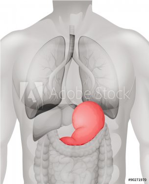 Human stomach diagram in detail - 901145736
