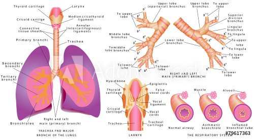 Human trachea and bronchi, Larynx - 901145840