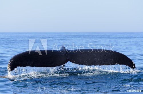 Humpback Whale - 900418443