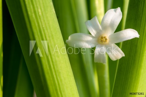 hyacinth - 901142893
