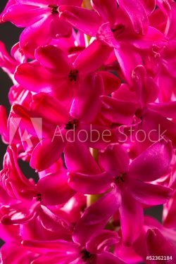 hyacinth pink flower closeup macro on black