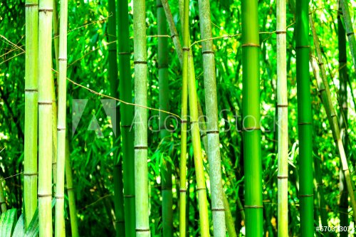 In a bamboo forest - 901142688