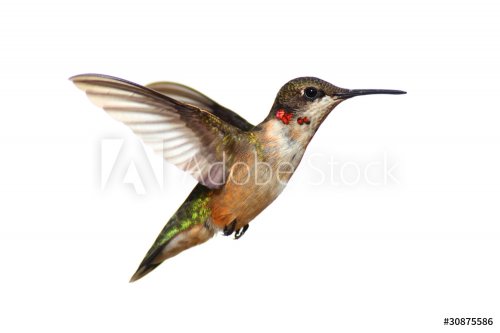 Isolated Ruby-throated Hummingbird - 900097467