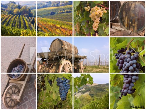 italian vineyard - 901142333