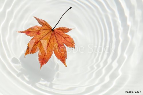 Japanese maple and ripple background #2 - 901148905