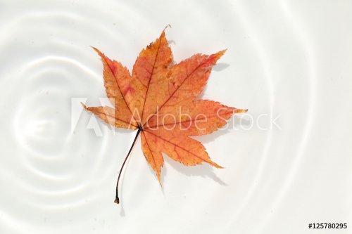 Japanese maple and ripple background #4 - 901148904