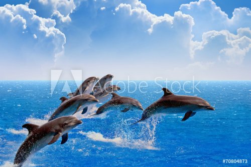 Jumping dolphins - 901144580