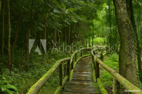 Jungla de Tailandia con puente de madera - 901147955
