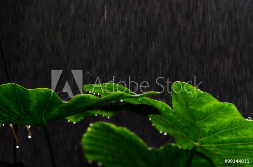 Jungle rain 1
