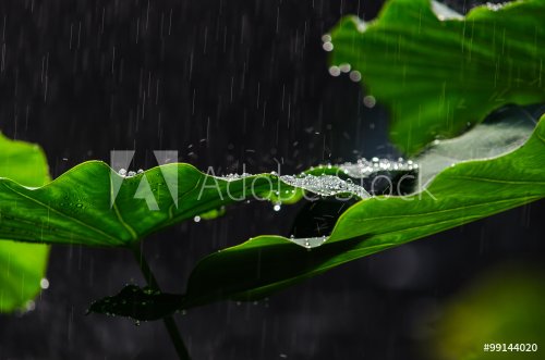 Jungle rain 2
