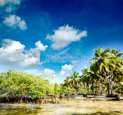 Karibik pur: Traumstrand mit Mangroven und Palmen