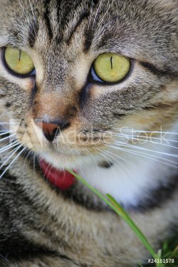 Kater Portrait - Good looking cat - 900281756