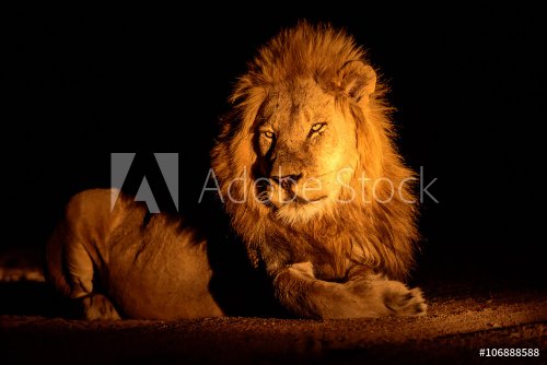 king of the Jungle at night