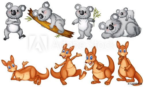 Koalas and kangaroos - 901148429