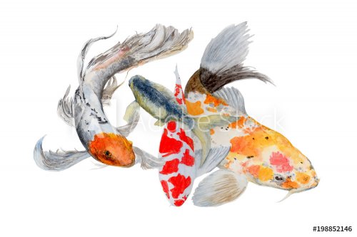 Koi Carp Watercolor painting. Watercolor hand painted cute animal illustrations. - 901153648