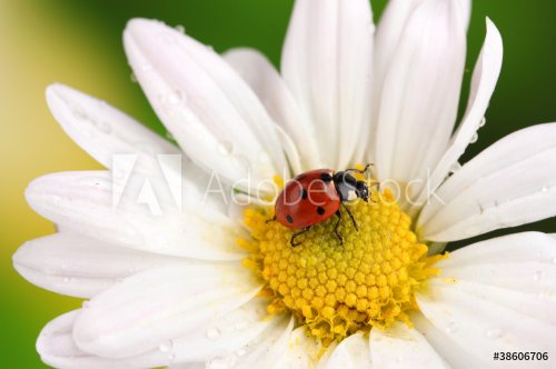Ladybud sitting on chamomile flower on green background - 900057185