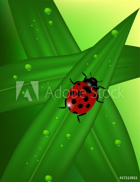 Ladybug - 900461303