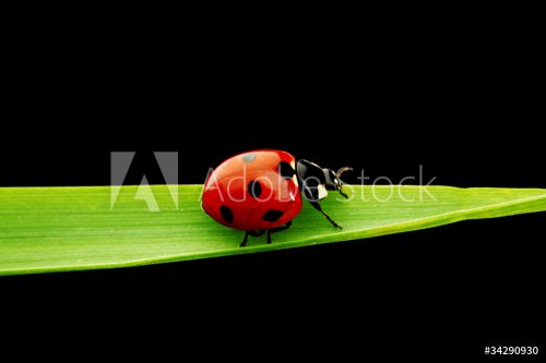 ladybug isolated on black - 900437112