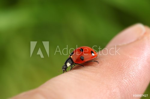ladybug on finger - 900437117